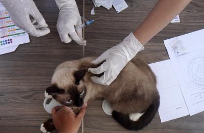 Kucing-kucing lucu milik warga mendapatkan suntikan vaksinasi rabies di Universitas Wijaya Kusuma Surabaya (UWKS), Surabaya, Jawa Timur, Selasa (28/9/2021).