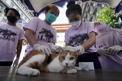 Kucing-kucing lucu milik warga mendapatkan suntikan vaksinasi rabies di Universitas Wijaya Kusuma Surabaya (UWKS), Surabaya, Jawa Timur, Selasa (28/9/2021).
