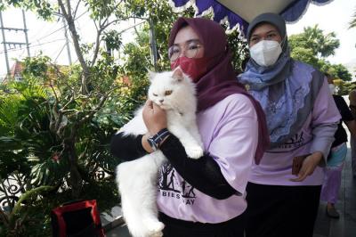 Kucing-kucing lucu milik warga mendapatkan suntikan vaksinasi rabies di Universitas Wijaya Kusuma Surabaya (UWKS), Surabaya, Jawa Timur, Selasa (28/9/2021).
