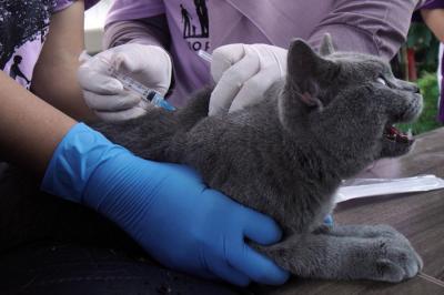 Kucing-kucing lucu milik warga mendapatkan suntikan vaksinasi rabies di Universitas Wijaya Kusuma Surabaya (UWKS), Surabaya, Jawa Timur, Selasa (28/9/2021).