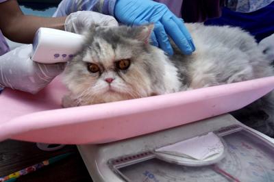 Kucing-kucing lucu milik warga mendapatkan suntikan vaksinasi rabies di Universitas Wijaya Kusuma Surabaya (UWKS), Surabaya, Jawa Timur, Selasa (28/9/2021).