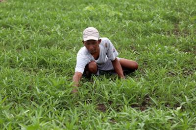 Rohani, petani perkotaan menggarap lahan kosong untuk ditanami sayuran disalah satu komplek perumahan di Semolowaru Surabaya, Jawa Timur, Senin (4/10/2021).