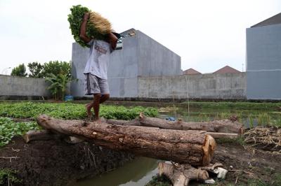 Rohani, petani perkotaan menggarap lahan kosong untuk ditanami sayuran disalah satu komplek perumahan di Semolowaru Surabaya, Jawa Timur, Senin (4/10/2021).