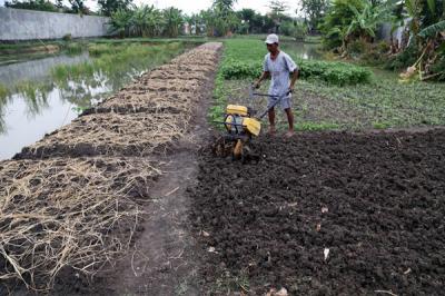 Rohani, petani perkotaan menggarap lahan kosong untuk ditanami sayuran disalah satu komplek perumahan di Semolowaru Surabaya, Jawa Timur, Senin (4/10/2021).