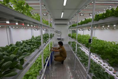 Petugas mengecek tanaman yang ditanam dengan menggunakan teknik hidroponik didalam container farming dan agro electrifying di Jakarta, Selasa (12/10/2021).