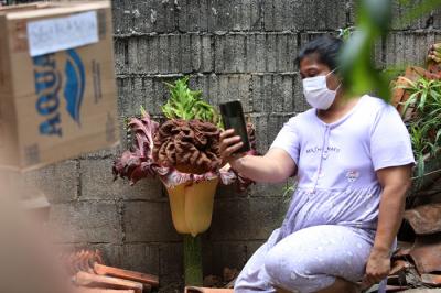 Warga menunjukkan bunga bangkai (Amorphophallus paeonifolius) yang tumbuh di pekarangan rumahnya, Cipete, Jakarta, Rabu (13/10/2021).