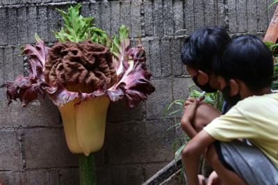 Warga menunjukkan bunga bangkai (Amorphophallus paeonifolius) yang tumbuh di pekarangan rumahnya, Cipete, Jakarta, Rabu (13/10/2021).