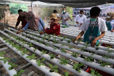 Menanam sayuran di green house Kendangsari, Surabaya, Jawa Timur, Jumat (15/10/2021).