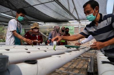 Menanam sayuran di green house Kendangsari, Surabaya, Jawa Timur, Jumat (15/10/2021).