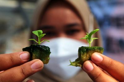 Menanam sayuran di green house Kendangsari, Surabaya, Jawa Timur, Jumat (15/10/2021).