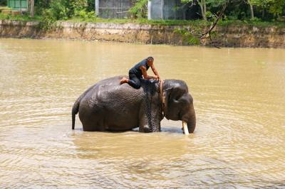 Seorang pawang menunggangi gajah di Taman Nasional Way Kambas (TNWK), Lampung Timur, Jumat (15/10/2021).