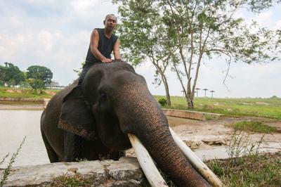 Seorang pawang menunggangi gajah di Taman Nasional Way Kambas (TNWK), Lampung Timur, Jumat (15/10/2021).