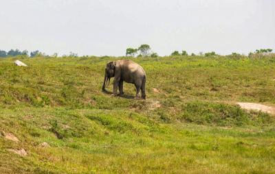 Seorang pawang menunggangi gajah di Taman Nasional Way Kambas (TNWK), Lampung Timur, Jumat (15/10/2021).