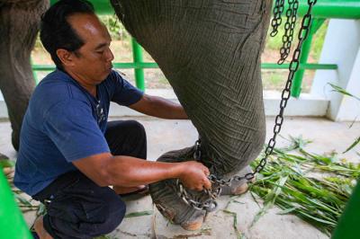 Seorang pawang menunggangi gajah di Taman Nasional Way Kambas (TNWK), Lampung Timur, Jumat (15/10/2021).