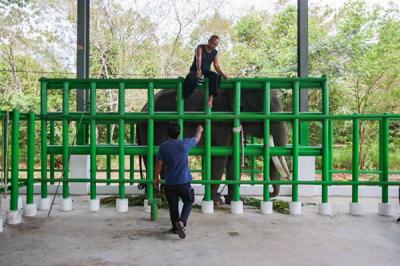 Seorang pawang menunggangi gajah di Taman Nasional Way Kambas (TNWK), Lampung Timur, Jumat (15/10/2021).