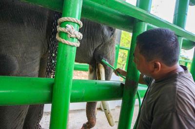 Seorang pawang menunggangi gajah di Taman Nasional Way Kambas (TNWK), Lampung Timur, Jumat (15/10/2021).