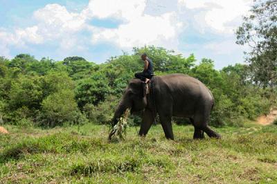 Seorang pawang menunggangi gajah di Taman Nasional Way Kambas (TNWK), Lampung Timur, Jumat (15/10/2021).