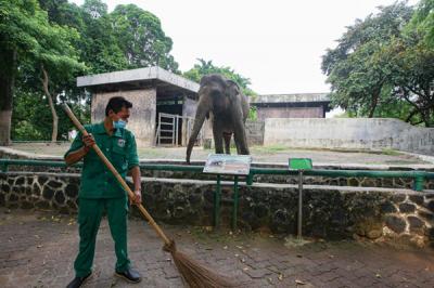 Petugas membersihkan area sekitar kandang Gajah di Taman Marga Satwa Ragunan, Jakarta Selatan, Jumat (22/10/2021).