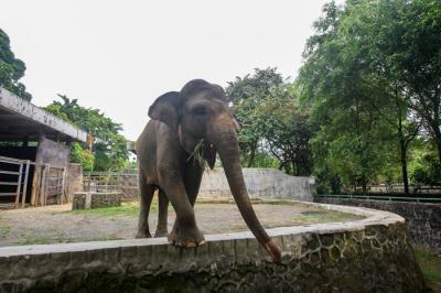 Petugas membersihkan area sekitar kandang Gajah di Taman Marga Satwa Ragunan, Jakarta Selatan, Jumat (22/10/2021).