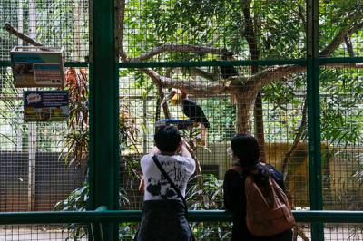 Pengunjung melihat burung Pelican di Taman Margasatwa Ragunan, Jakarta Selatan, Sabtu (23/10/2021).