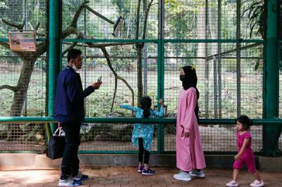 Pengunjung melihat burung Pelican di Taman Margasatwa Ragunan, Jakarta Selatan, Sabtu (23/10/2021).