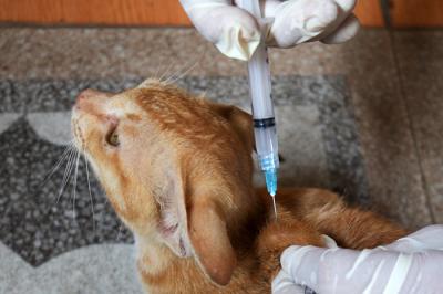 Warga membawa hewan peliharaannya untuk disuntik vaksin oleh dokter hewan dari Suku Dinas Kesehatan Pangan Kelautan dan Pertanian di Jakarta, Rabu (27/10/2021).