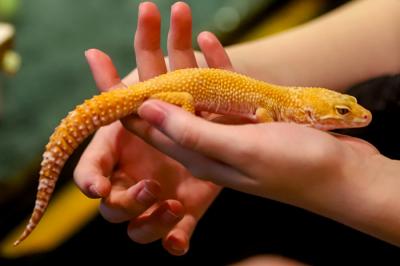 Pengunjung saat melihat pameran Exotic Pet Expo yang menampilkan berbagai macam hewan peliharaan di Senayan Park, Jakarta, Kamis (28/10/2021).
