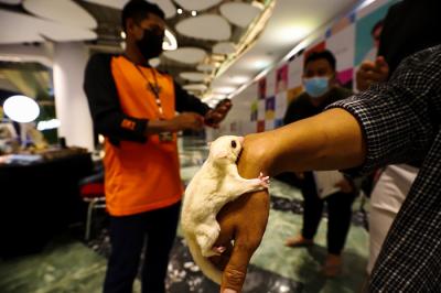Pengunjung saat melihat pameran Exotic Pet Expo yang menampilkan berbagai macam hewan peliharaan di Senayan Park, Jakarta, Kamis (28/10/2021).