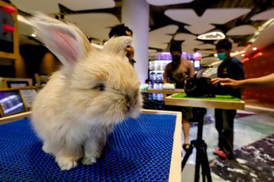 Pengunjung saat melihat pameran Exotic Pet Expo yang menampilkan berbagai macam hewan peliharaan di Senayan Park, Jakarta, Kamis (28/10/2021).