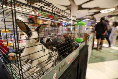 Pengunjung saat melihat pameran Exotic Pet Expo yang menampilkan berbagai macam hewan peliharaan di Senayan Park, Jakarta, Kamis (28/10/2021).