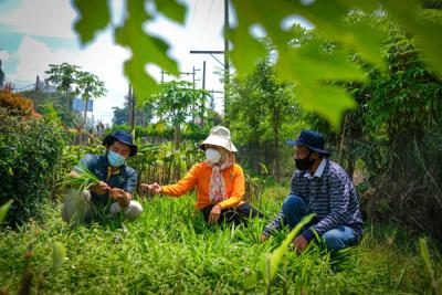 Petugas jaga memberikan makanan kawanan rusa di area kebun bibit modern (nursery) PT Vale Indonesia, Soroako, Kabupaten Luwu Timur, Sabtu (30/10/2021).
