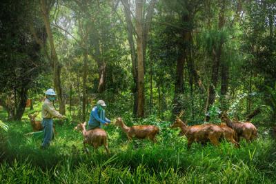 Petugas jaga memberikan makanan kawanan rusa di area kebun bibit modern (nursery) PT Vale Indonesia, Soroako, Kabupaten Luwu Timur, Sabtu (30/10/2021).