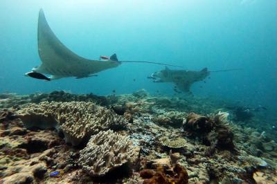 Peneliti melakukan pengambilan foto identitas Pari Manta, di Manta Ridge, Kawasan Konservasi Perairan Daerah Selat Dampier, Kepulauan Raja Ampat.