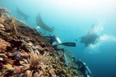 Peneliti melakukan pengambilan foto identitas Pari Manta, di Manta Ridge, Kawasan Konservasi Perairan Daerah Selat Dampier, Kepulauan Raja Ampat.