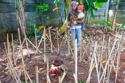 Sebuah bunga diduga berjenis bunga bangkai ditemukan di Kelurahan Joglo, Kecamatan Kembangan, Jakarta Barat, Rabu (8/12/2021).