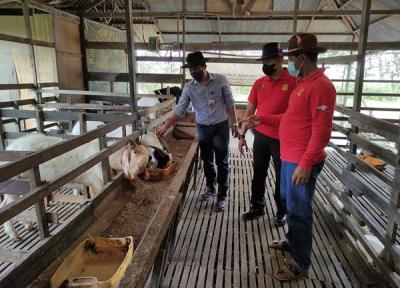 CV Mulia Inti Sukses sendiri merupakan UMKM Peternakan binaan LPB Pama Banua Etam yang didirikan PT Pamapersada Nusantara bersama YDBA.