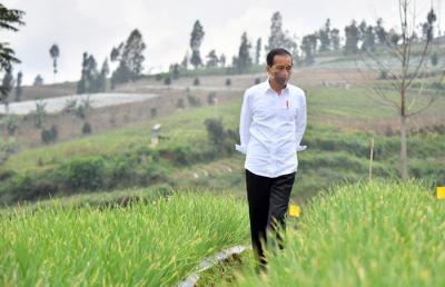 Presiden Joko Widodo bersama Ibu Iriana Joko Widodo melakukan peninjauan lokasi lumbung pangan (food estate) dan menanam bawang merah bersama para petani.