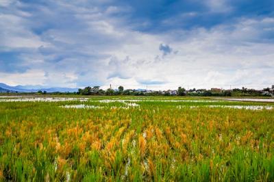 Terlihat pemandangan area persawahan di Bandung, Jawa Barat, Minggu (19/12/2021).