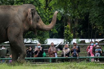 Pengunjung saat melihat gajah di Taman Margasatwa Ragunan, Jakarta, Sabtu (25/12/2021).