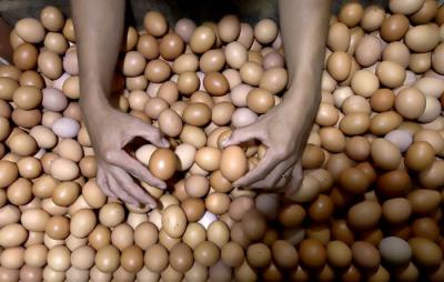 Pedagang memilih telur yang dijual di Pasar Rumput, Jakarta, Senin (27/12/2021).