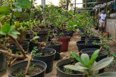 Warga saat merawat tanaman bonsai di lahan bantaran sungai Ciliwung, Jakarta, Rabu (5/1/2021).