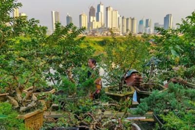 Warga saat merawat tanaman bonsai di lahan bantaran sungai Ciliwung, Jakarta, Rabu (5/1/2021).