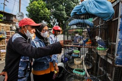 Pengunjung saat memilih hewan peliharaan di Pasar Hewan Jatinegara, Jakarta Timur, Minggu (9/1/2022).