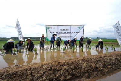 Dompet Dhuafa (DD) gelar kegiatan kick off DD Farm Sentra Padi di Subang.