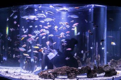 Sejumlah penyelam melakukan atraksi liong bawah air di Jakarta Aquarium & Safari (JAQS), Jakarta, Kamis (27/1/2022).