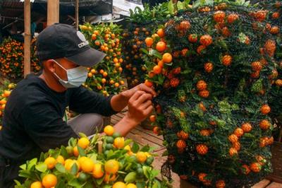 Pekerja saat melakukan perawatan pohon jeruk Kim Kit yang dipercaya membawa keberuntungan menjelang tahun baru Imlek di Meruya, Jakarta Barat, Rabu (26/1/2022).