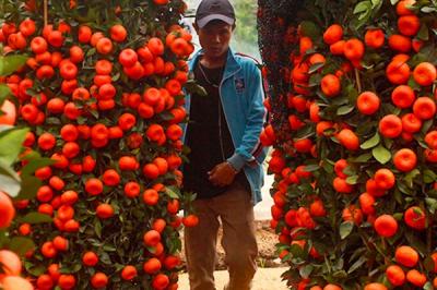 Pekerja saat melakukan perawatan pohon jeruk Kim Kit yang dipercaya membawa keberuntungan menjelang tahun baru Imlek di Meruya, Jakarta Barat, Rabu (26/1/2022).