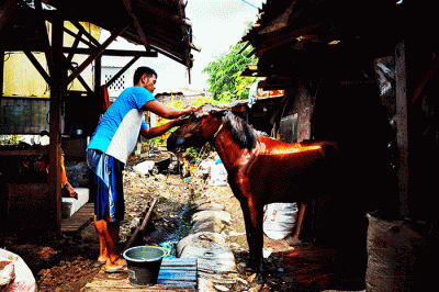 Pemilik kuda saat melakukan perawatan di kandang kuda, Joglo, Jakarta Barat, Minggu (6/2/2022).