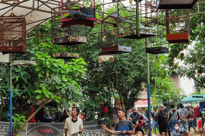 Penggemar burung kicau jenis kenari yang sedang popular mengikuti lomba di Tangerang, Rabu (9/2/2022).