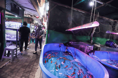 Penjual melayani pembeli di Pusat Promosi dan Pemasaran Hias di Jalan Sumenep, Menteng, Jakarta Pusat, Sabtu (12/2/2022).